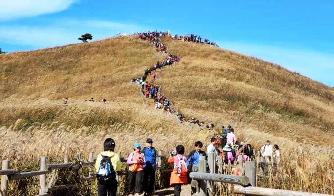 Mindungsan Mountain Silver Grass Festival 1 Day Tour (Oct 14 ~ 29)