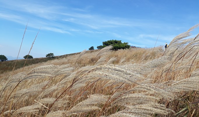 Mindungsan Mountain Silver Grass Festival 1 Day Hiking Tour by Train - from Seoul (Sep 21~Nov 9)