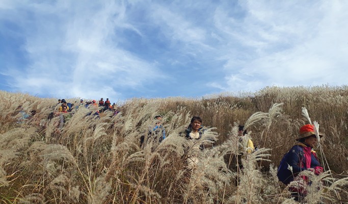 Mindungsan Mountain Silver Grass Festival Hiking Tour 2019 by Train ...