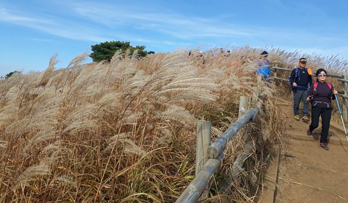Mindungsan Mountain Silver Grass Festival 1 Day Hiking Tour by Train - from Seoul (Sep 21~Nov 9)