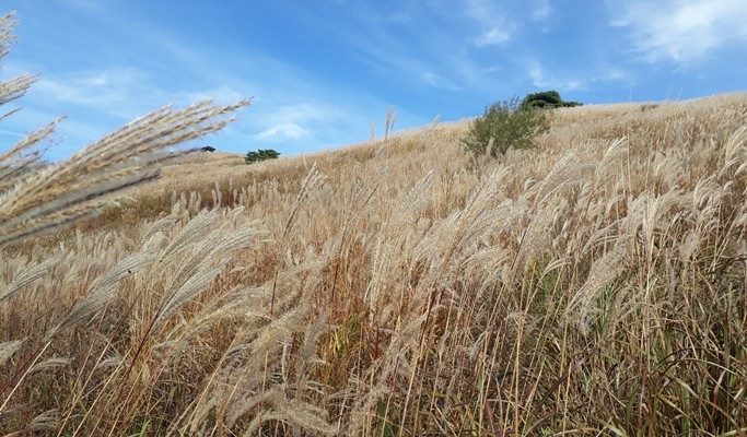 Mindungsan Mountain Silver Grass Festival 1 Day Hiking Tour by Train - from Seoul (Sep 21~Nov 9)