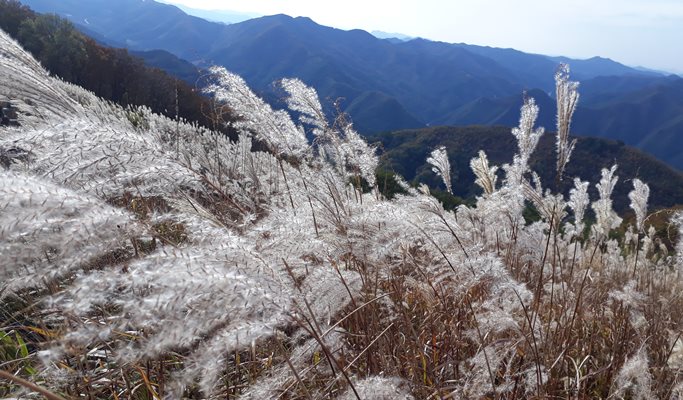 Mindungsan Mountain Silver Grass Festival 1 Day Hiking Tour by Train - from Seoul (Sep 21~Nov 9)