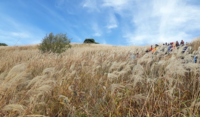 Mindungsan Mountain Silver Grass Festival 1 Day Hiking Tour by Train - from Seoul (Sep 21~Nov 9)