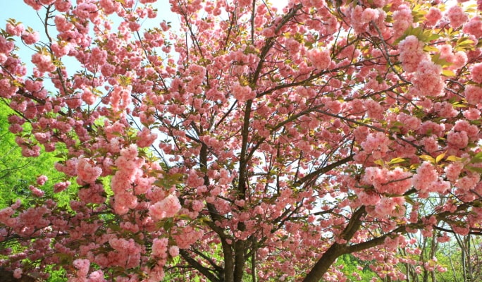 春スペシャル：ソウル王桜1日ツアー （4月14日～24日）