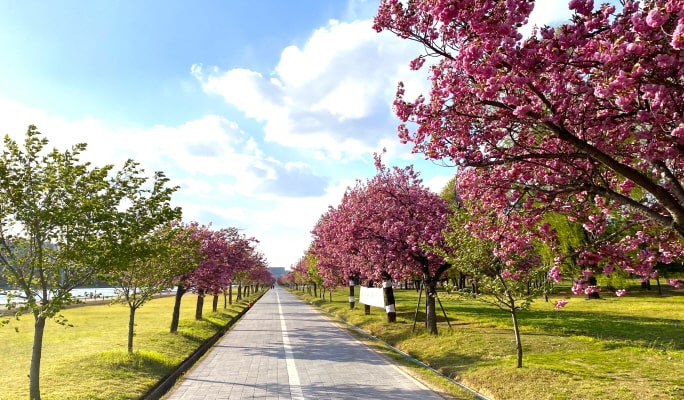 春スペシャル：ソウル王桜1日ツアー （4月14日～24日）