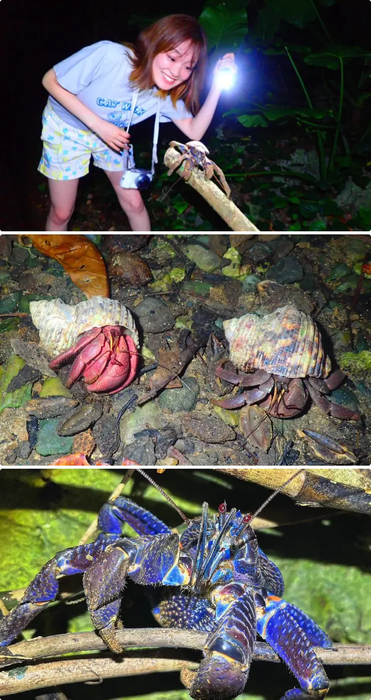 Subtropical flora and fauna unique to Miyakojima Island, Japan