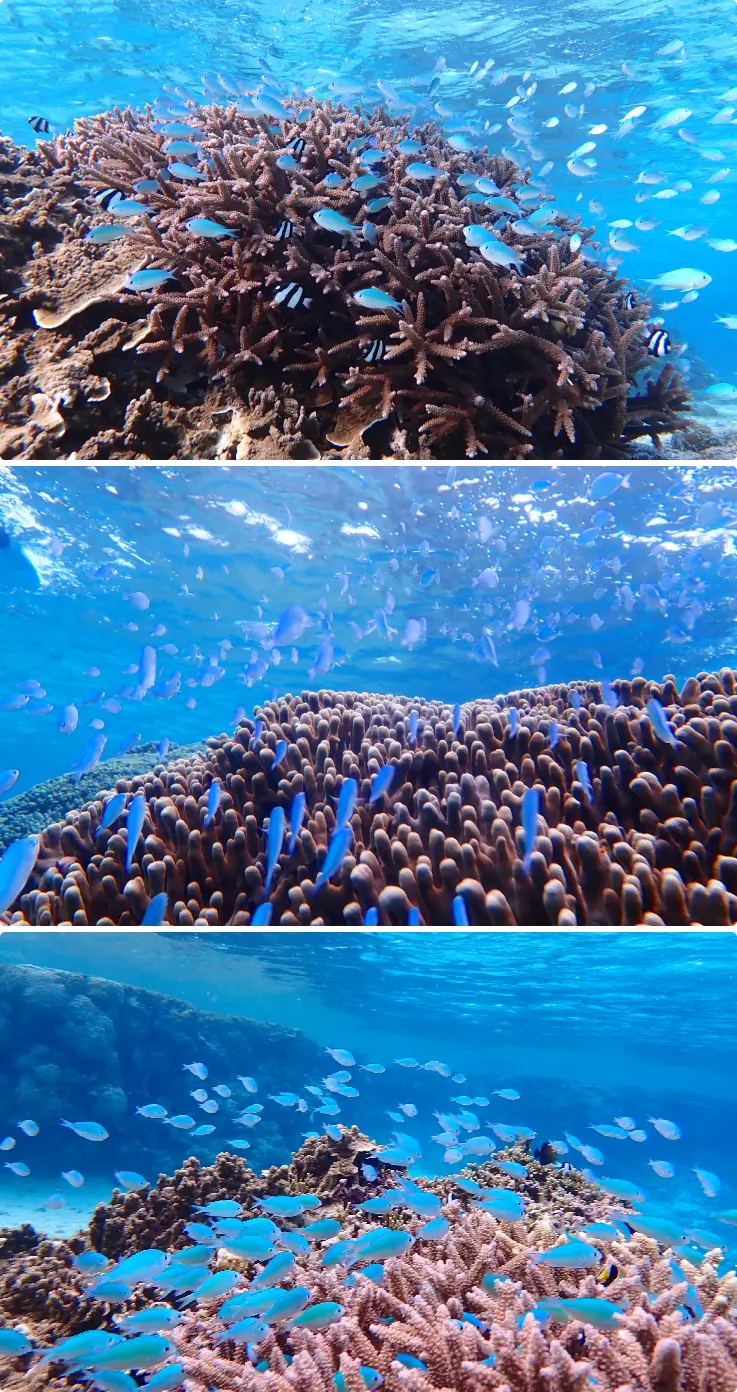 School of small tropical fish swimming in clear water in Miyakojima Island