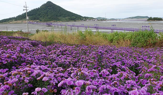 当地导游现场引导的在线旅游 – 木浦、灵岩、新安（全罗南道）