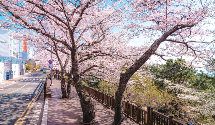 Spring Special: Busan Cherry Blossom 1 Day Tour (+ Accommodation option) (Mar 29~Apr 7)