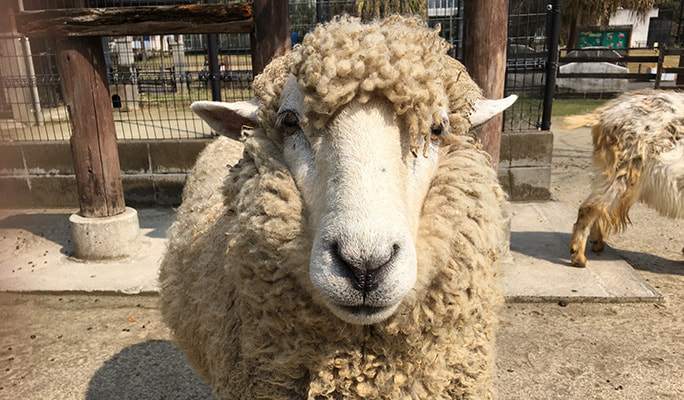 Mori Kirara: Kujushima Zoo & Botanical Garden Discount Ticket