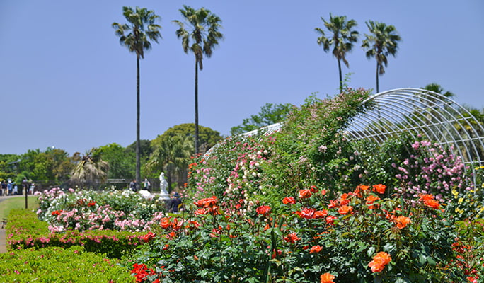 Mori Kirara: Kujushima Zoo & Botanical Garden Discount Ticket