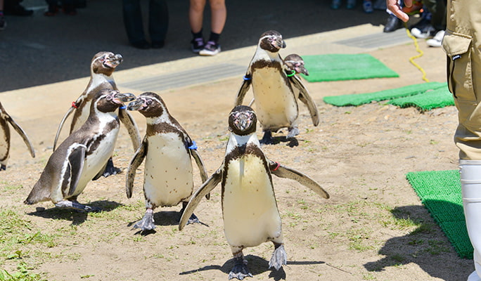 Mori Kirara: Kujushima Zoo & Botanical Garden Discount Ticket