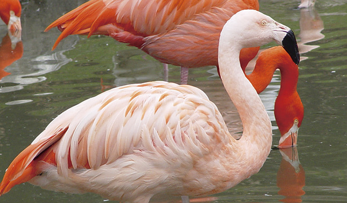 Mori Kirara: Kujushima Zoo & Botanical Garden Discount Ticket