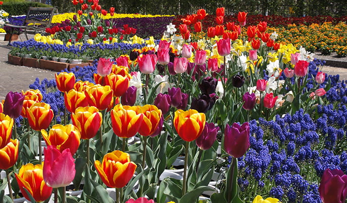 Mori Kirara: Kujushima Zoo & Botanical Garden Discount Ticket