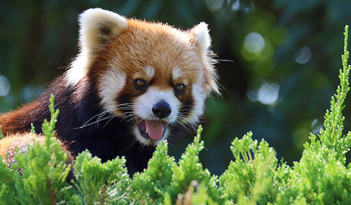 Mori Kirara: Kujushima Zoo & Botanical Garden Discount Ticket