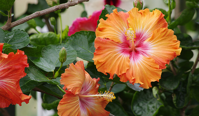Mori Kirara: Kujushima Zoo & Botanical Garden Discount Ticket
