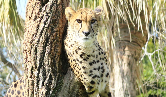 Mori Kirara: Kujushima Zoo & Botanical Garden Discount Ticket
