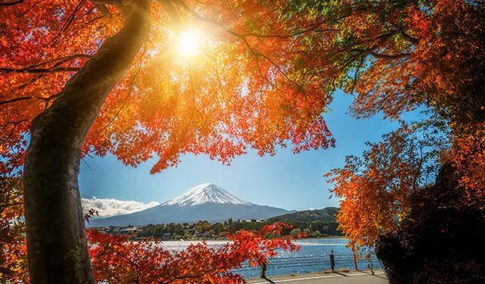 Mt. Fuji Signature Scenic Spots 1 Day Tour from Tokyo - view 2
