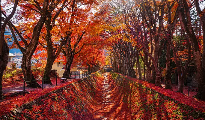 Mt. Fuji Signature Scenic Spots 1 Day Tour from Tokyo - view 2