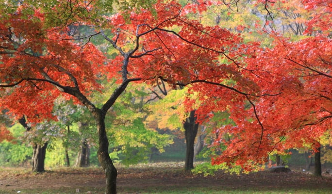 内蔵山国立公園 秋・紅葉 1日ツアー：ソウル/釜山発