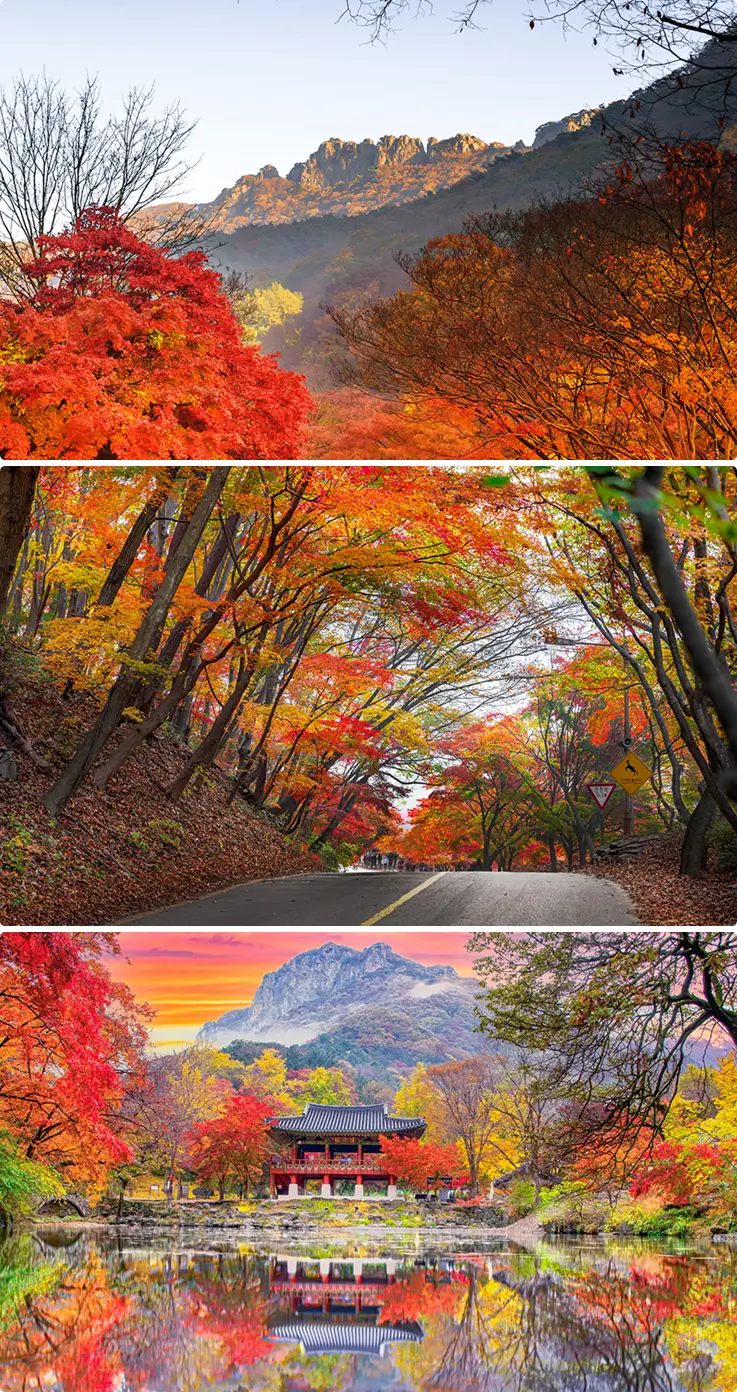 Fiery red maple leaves creating vibrant autumn scenery at Naejangsan National Park.