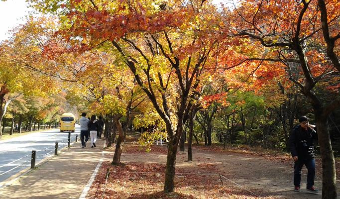內藏山/雪嶽山秋葉/楓葉一日遊 - 首爾出發（10月11日~11月15日）