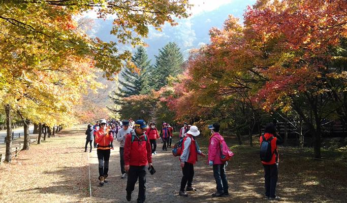 Naejangsan National Park & Jeonju Hanok Village 1 Day Tour from Seoul ...