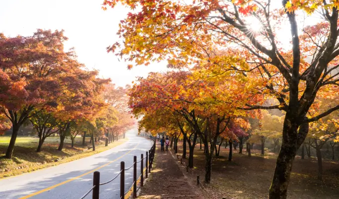 [Autumn Foliage] Naejangsan/ Seoraksan National Park 1 Day Tour from Seoul (Oct 15~Nov 20)