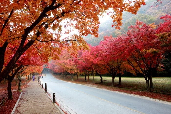 Korea Fall Foliage Shuttle Bus Tour: Naejangsan National