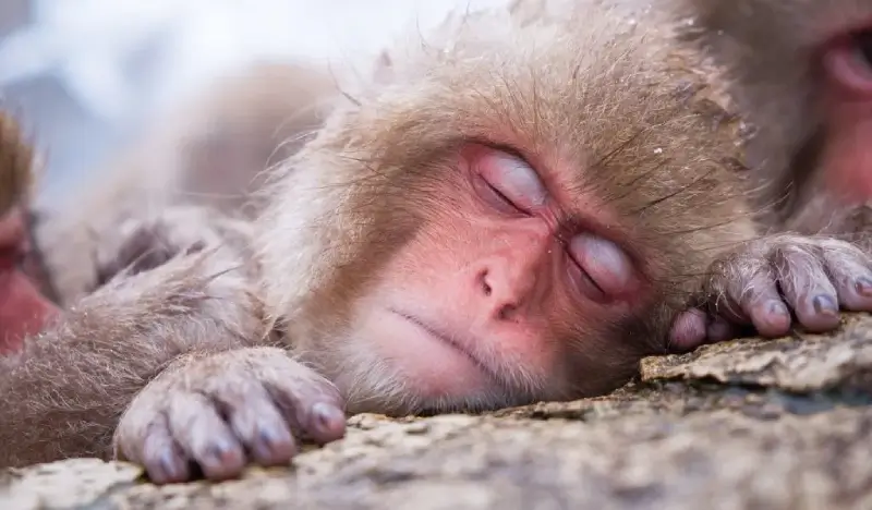 Snow Monkey Park & Shiga Kogen Ski Resort 1 Day Tour - view 2