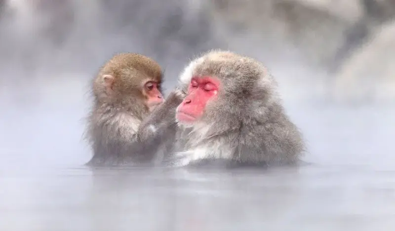 Nagano 1 Day Tour: Snow Monkey Park + Zenko-ji Temple + Sake Tasting