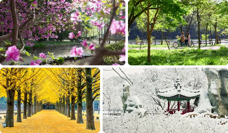 Nami Island Private Tour (+ Alpaca World/Rail Bike/Petite France/Garden of Morning Calm/Samaksan Cable Car options) - from Seoul