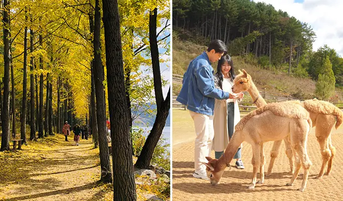 Nami Island & Alpaca World Tour