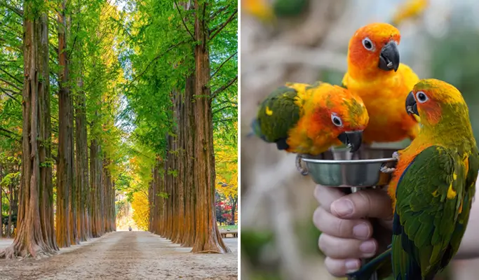 Nami Island + Begonia Bird Park 1 Day Tour - from Seoul