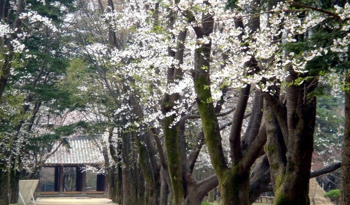 Nami Island + Gangchon Rail Bike + Garden of Morning Calm / Petite France 1 Day Tour