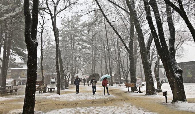 Elysian Gangchon Ski Resort + Nami Island + Petite France + Garden of Morning Calm Lighting Festival 1 Day Tour