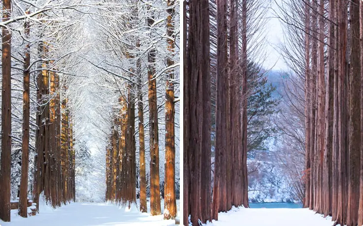 Tree-lined path covered in snow at Nami Island