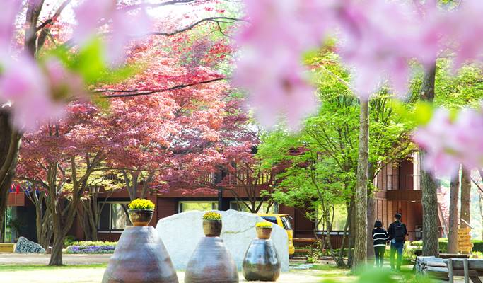 Nami Island + Everland 1 Day Tour