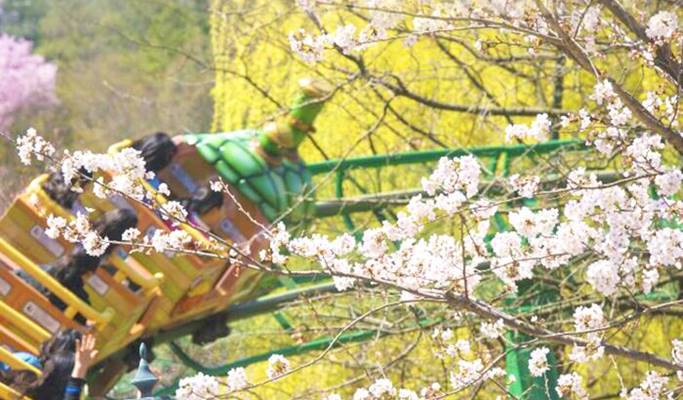 Nami Island + Everland 1 Day Tour