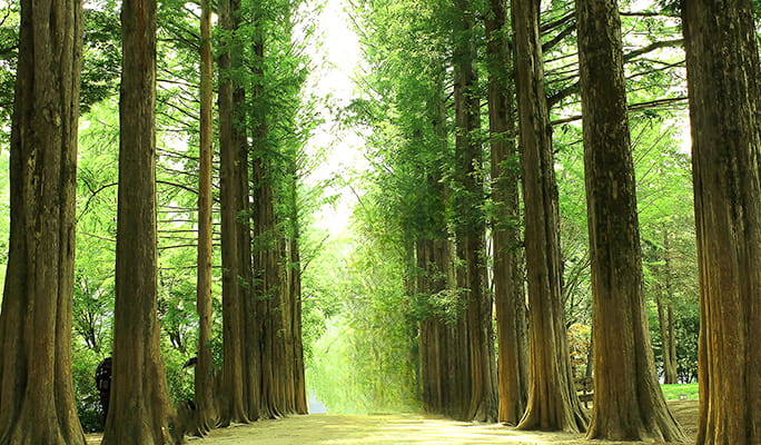 Nami Island & Hanbok Rental (+ Begonia Bird Park/ Rail Bike/ Alpaca World) Tour - from Seoul