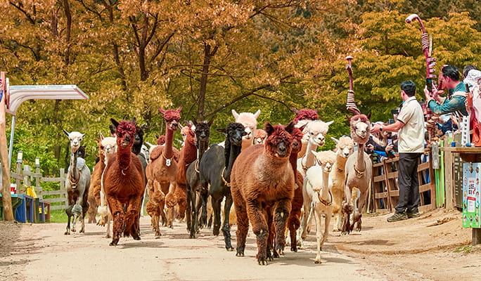 Nami Island & Hanbok Rental (+ Begonia Bird Park/ Rail Bike/ Alpaca World) Tour - from Seoul