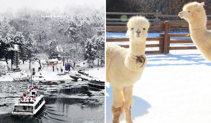 Nami Island + Alpaca World (+ Gangchon Rail Bike/Petite France) 1 Day Tour from Seoul