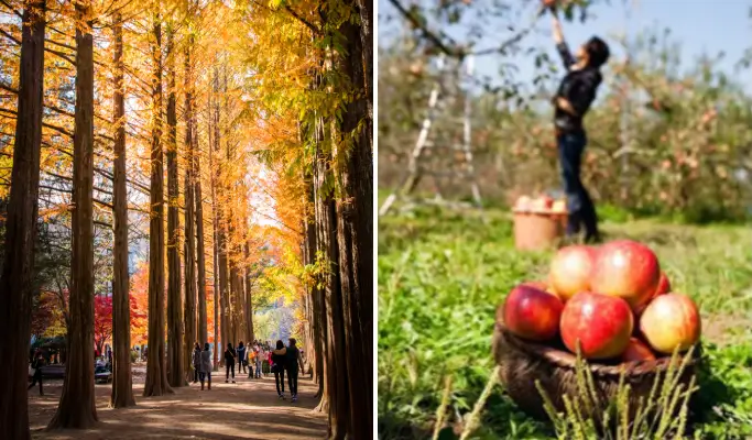 Nami Island & Apple Picking Tour