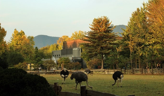 Nami Island + Chuncheon Lake Starlight Nation Festival Afternoon Tour