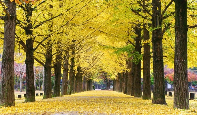 Nami Island + Petite France & Italian Village + Gangchon Rail Bike + Garden of Morning Calm Tour