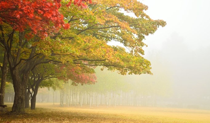 Seoul Vicinity: Nami Island + Gangchon Rail Bike + Petite France Day Tour