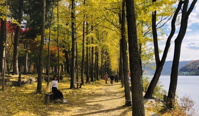 Alpaca World + Nami Island + Garden of Morning Calm 1 Day Tour (with Optional Rail Bike or  Strawberry Picking) - from Seoul
