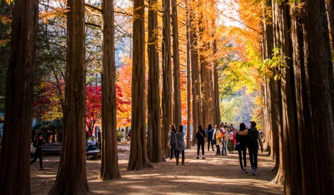 Nami Island & Apple Picking (+Rail Bike/ The Stay Healing Park/ Alpaca Garden) Tour
