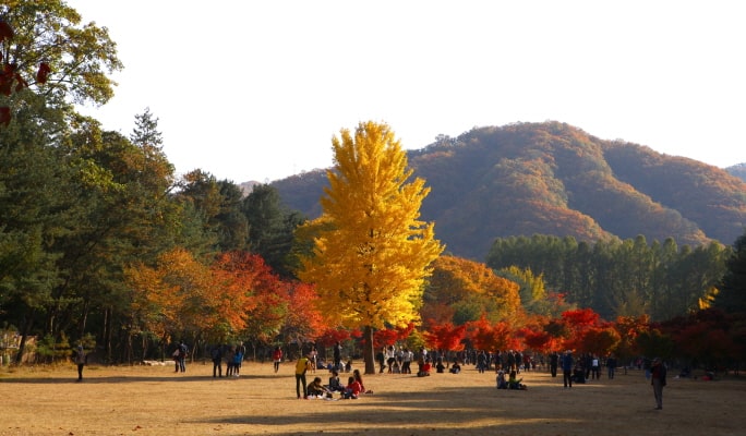 Nami Island & Apple Picking (+Rail Bike/ The Stay Healing Park/ Alpaca Garden) Tour