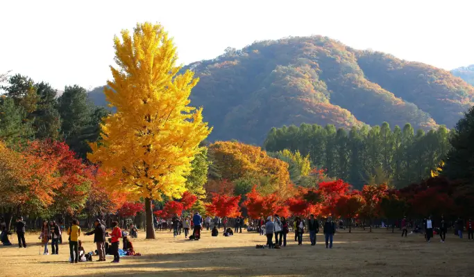 Nami Island & Walkerhill Maple Road/ Theatre des Lumieres 1 Day Tour from Seoul (Sept~Nov)